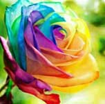 rainbow rose